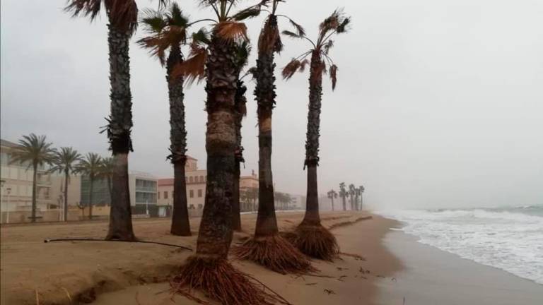 $!Los vecinos piden respetar las palmeras del ‘riuet’ de Coma-ruga