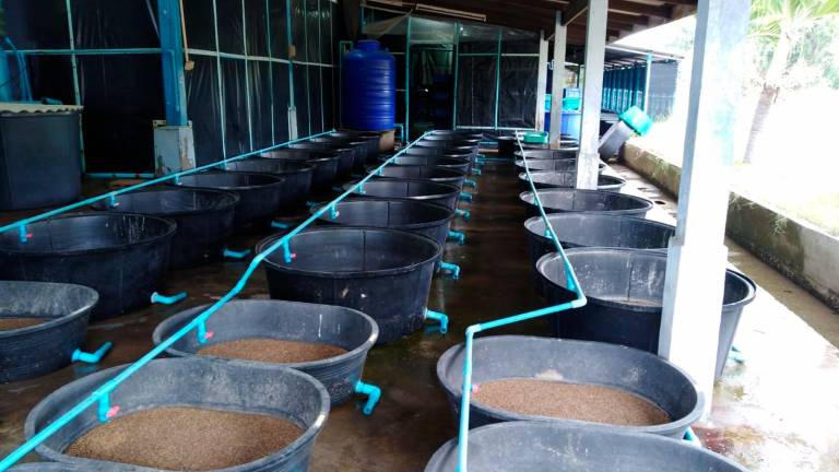 El laboratorio de Vila-seca que ‘fabrica’ comida para langostinos