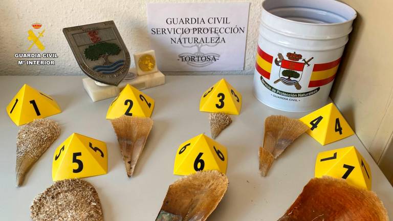 Las nacras intervenidas por la Guardia Civil. Foto: Guardia Civil