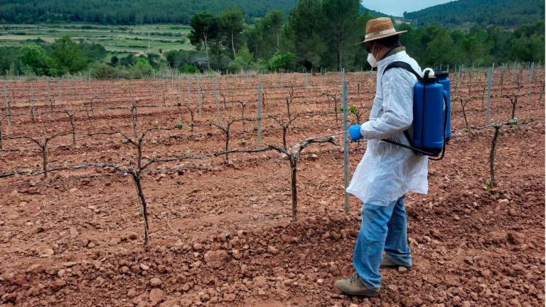 Un operari aplica un producte per protegir la vinya dels cabirols en una finca del Baix Penedès. Foto: ACN