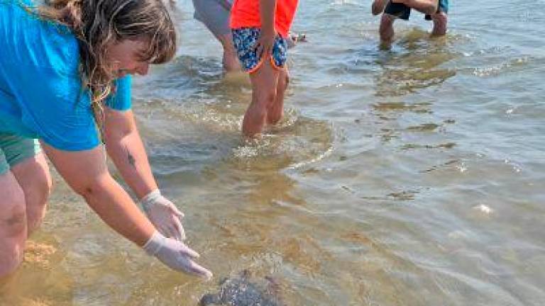 Liberación de 6 tortugas marinas en el Delta de l’Ebre
