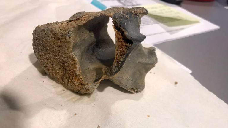 El primer hueso encontrado fue un cráneo parcial localizado por un vecino practicando snórkel el pasado sábado. foto: cedida