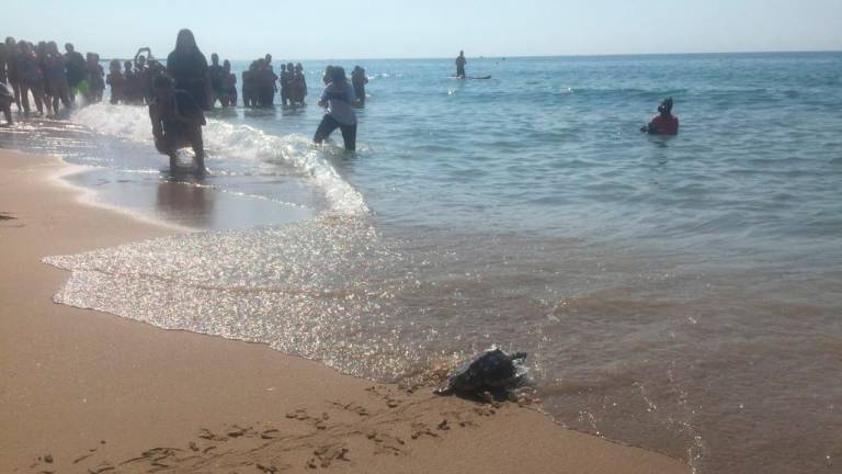 $!Liberan 14 tortugas en la playa de Calafell