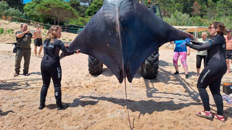 Un ejemplar adulto sacado del agua este mayo en las playas de Girona. Foto: Fundació CRAM