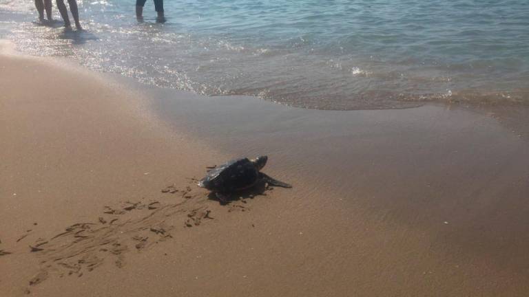 Liberan 14 tortugas en la playa de Calafell