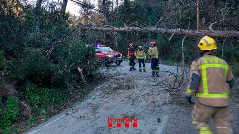 Bombers trabaja en la caída de un árbol este domingo en el territorio catalán. Foto. Bombers de la Generalitat