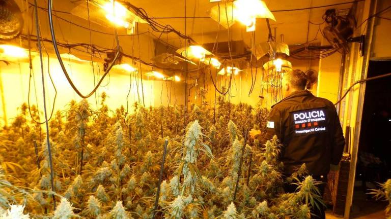 Un agente de los Mossos, con las plantas de marihuana. Foto: Mossos d’Esquadra