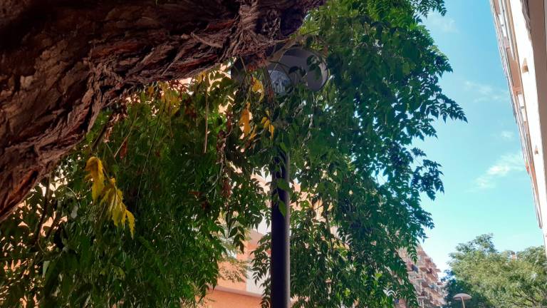 $!Las ramas de un árbol tapan una farola de la calle Pau Font de Rubinat. FOTO: A.G.