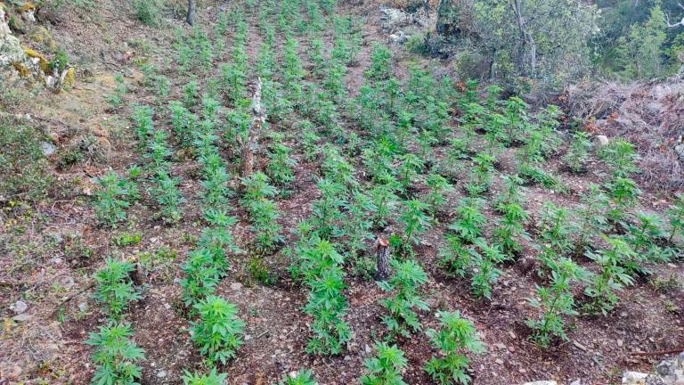 Uno de los bancales con plantas de marihuana. Foto: Mossos d’Esquadra