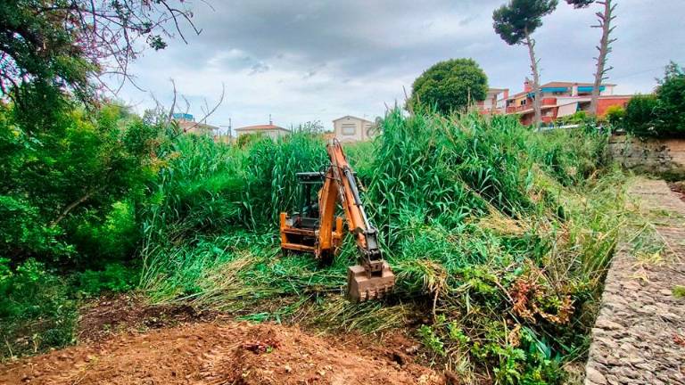 La retirada de cañas en uno de los torrentes de Segur de Calafell.