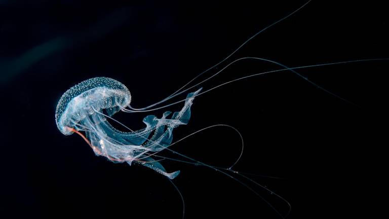 La orina puede provocar una mayor liberación del veneno de las medusas. Foto: Getty Images