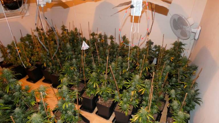 Imagen de archivo de una plantación de marihuana. Foto: Mossos d’Esquadra