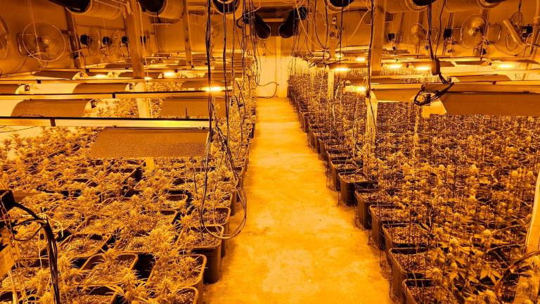 Plantas de marihuana intervenidas durante la operación. Foto: Mossos d’Esquadra