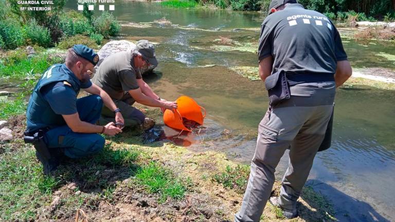 Rescatan 450 ejemplares de anguila europea en un tramo del Francolí que pasa por Valls