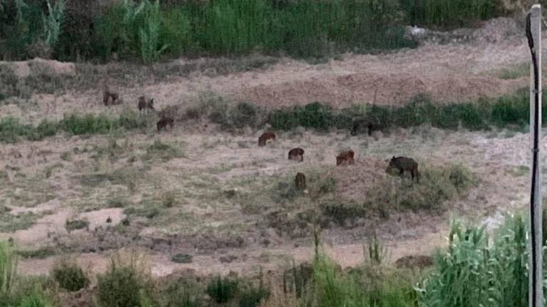 Imagen de los jabalíes presentes en la zona del Barranc de Barenys. Foto: DT