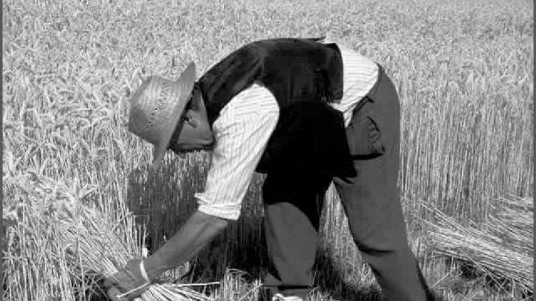 La sega del blat al Baix Aragó durant el segle XX. Foto: Joan Serra i Saun