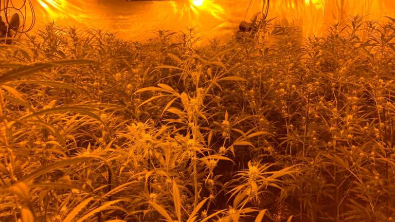 $!En algunos pisos se han hallado plantaciones de marihuana. Foto: cedida