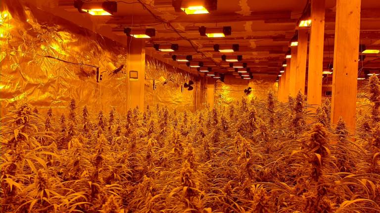 $!Plantas de marihuana halladas. Foto: Mossos d’Esquadra