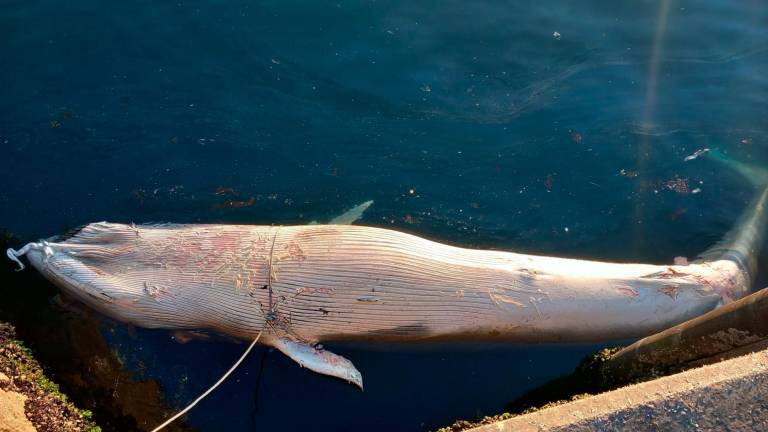 Imagen de la ballena muerta aparecida en Vigo. Foto: Twitter