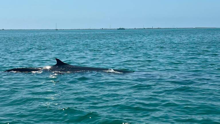 Sorpresa en La Ràpita por la presencia de una ballena en la bahía de Els Alfacs