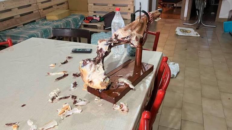 Los ladrones se comieron el medio jamón que había en la masía de los Plana. Foto: Pere Plana