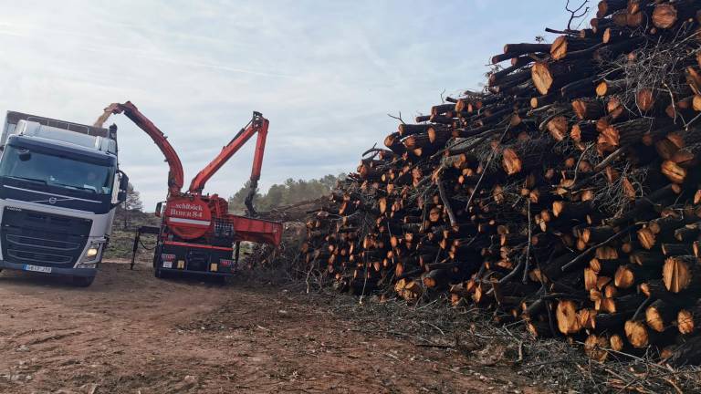 Actualmente se están triturando los árboles para obtener astillas. Foto: Àngel Juanpere