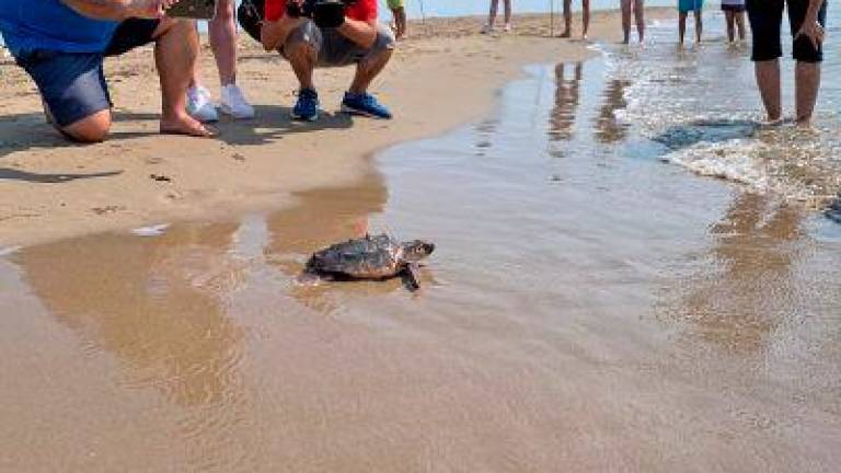 Liberación de 6 tortugas marinas en el Delta de l’Ebre