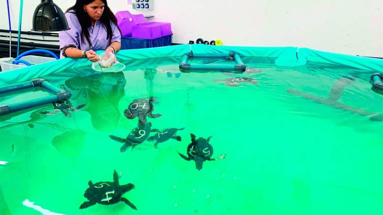 Los tanques de agua en losque las tortugas reciben laalimentación. FOTO: cram