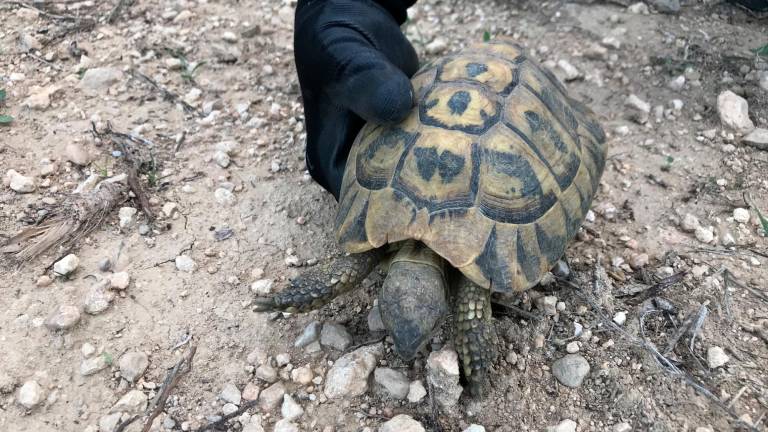 Proyecto para reintroducir la tortuga de tierra en el embalse de El Catllar
