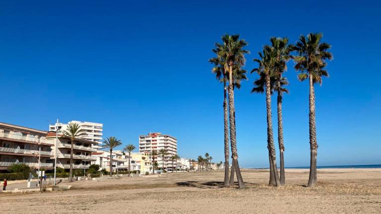 La Xarxa Vendrellenca rechaza retirar todas las palmeras de las playas