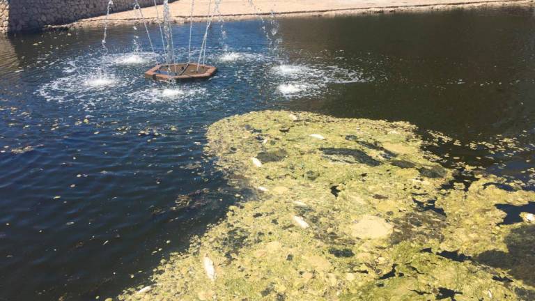 $!Aparecen decenas de peces muertos en la riera de Calafell