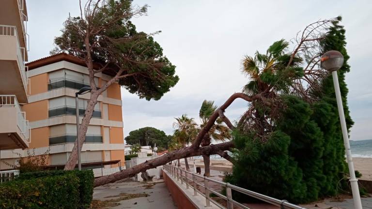 Un pino caído en Vilafortuny durante uno de los últimos temporales de viento fuerte. Foto: DT
