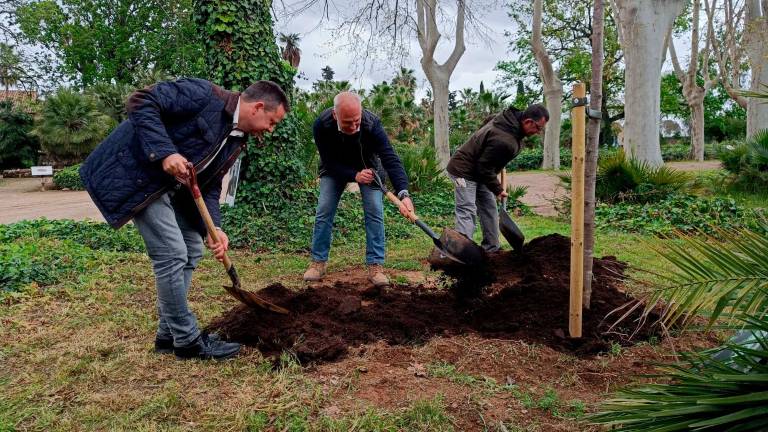 L’alcalde de Cambrils ha plantat un til·ler al Parc Samà. Foto: cedida