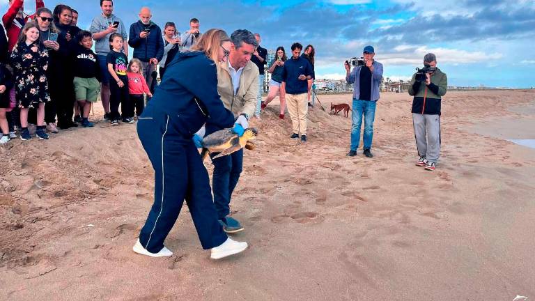 El alcalde y la concejal llevaron a la tortuga hasta la orilla.