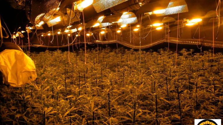 Molí de la Torre de Cambrils: 900 plantas de marihuana y una pareja entre rejas