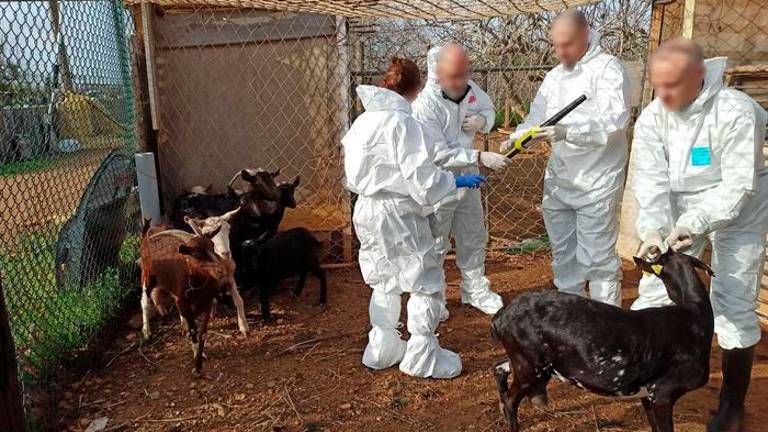 Los agentes encontraron 14 animales vivos, cabras y corderos. Foto: Mossos d’Esquadra