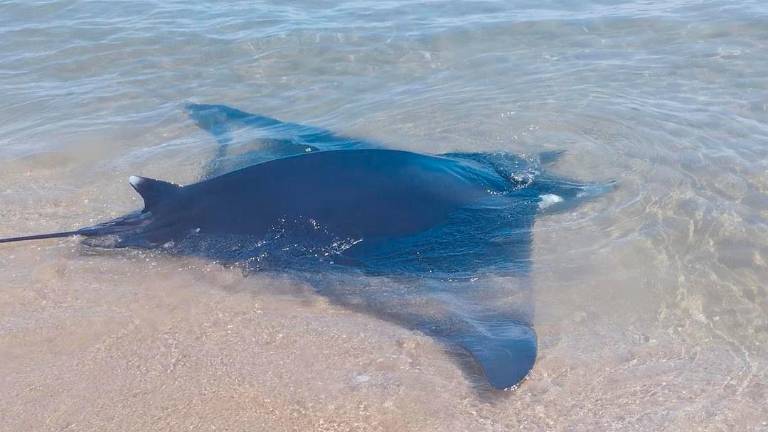 El animal, en la playa de Calafell.