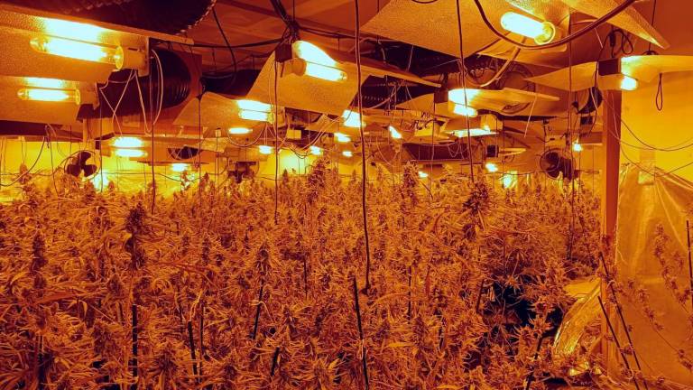 Se han hallado 400 plantas de marihuana. Foto: Mossos d’Esquadra