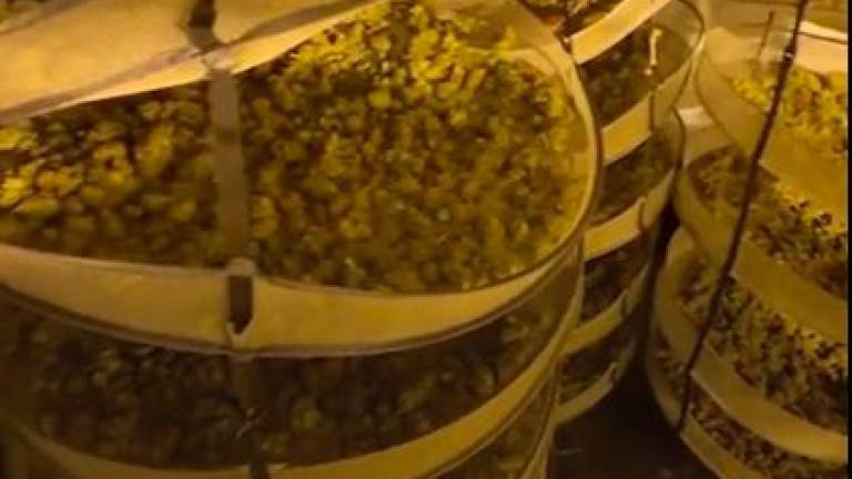 $!Vídeo: Desarticulan una banda dedicada al cultivo de marihuana en Segur de Calafell