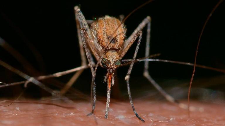 Un mosquito en una imagen de archivo. Foto: Pixabay
