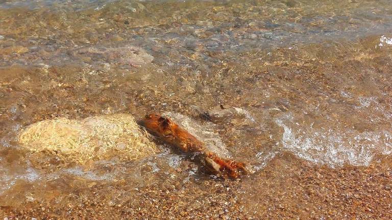 El artefacto bélico que apareció en la orilla de la playa de La Móra. Foto: CME