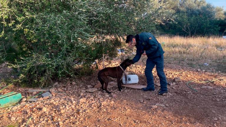 El perro rescatado por el Seprona de la Guardia Civil. Foto: G.C.