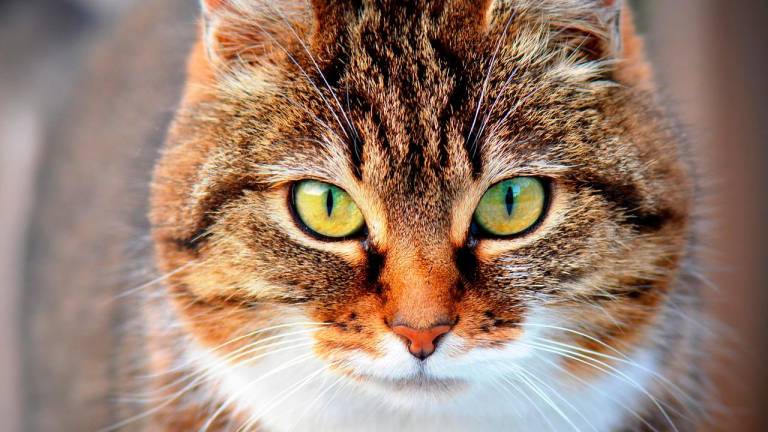 Un gato. Foto: Pixabay