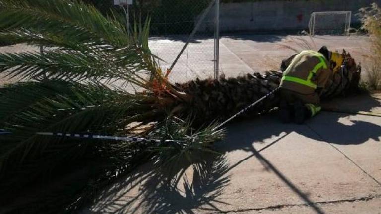 Un arbol caído en Alcanar. Foto: Bombers de la Generalitat