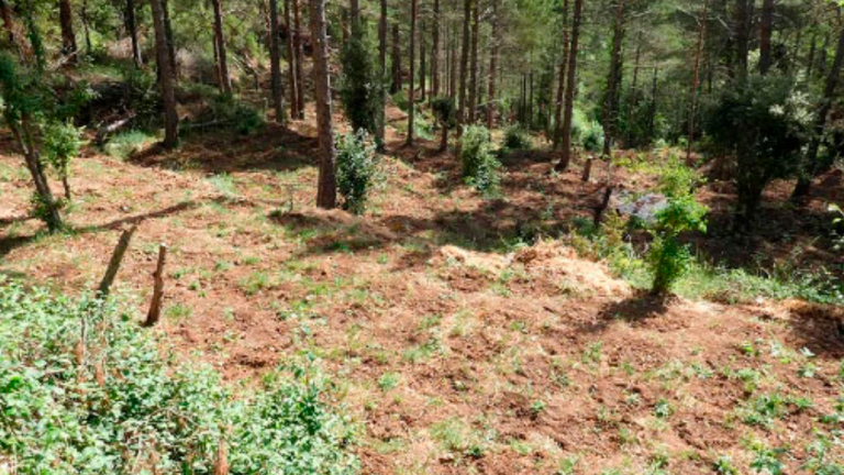 Desmantelada una gran plantación de marihuana con más de 4.000 plantas en la Febró