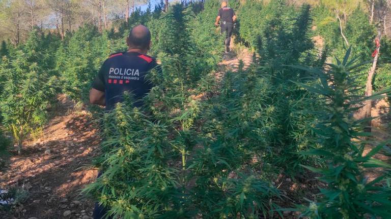 Los agentes en la zona de la plantación. Foto: Mossos d’Esquadra