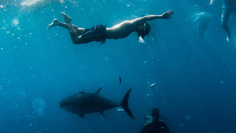 $!Tuna Tour: Viu l’experiència de nedar entre tonyines roges a l’Ametlla de Mar