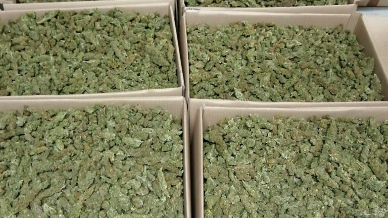 La marihuana que van trobar a Batea. Foto: Mossos d’Esquadra