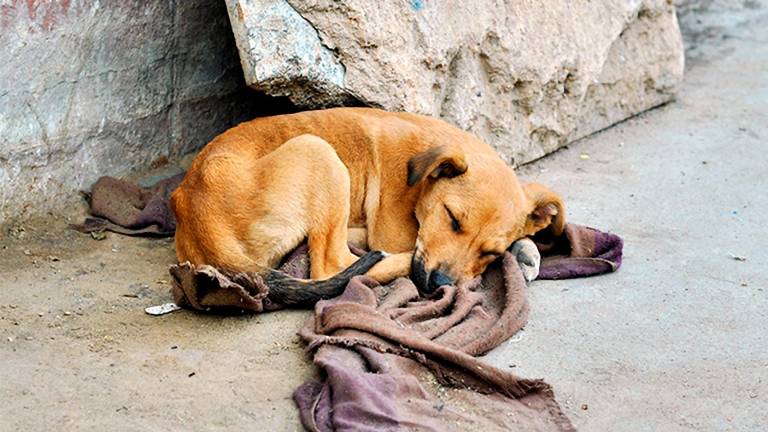 Enésima campaña contra el abandono de mascotas, que se da a lo largo de todo el año, aunque especialmente en verano. FOTO: dt