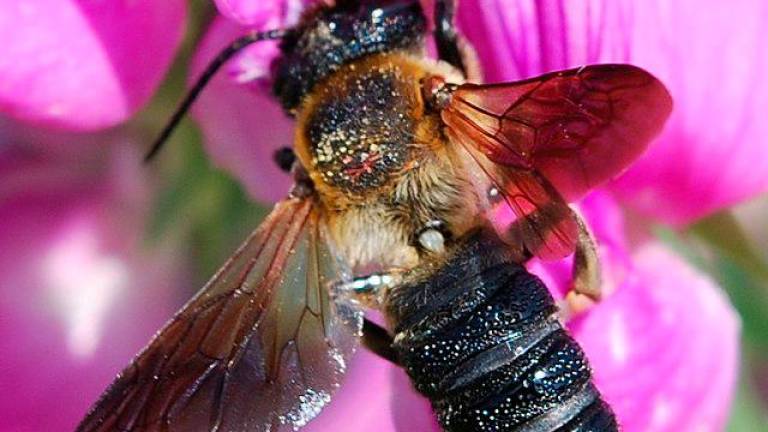 La abeja gigante de la resina. Foto: EFE